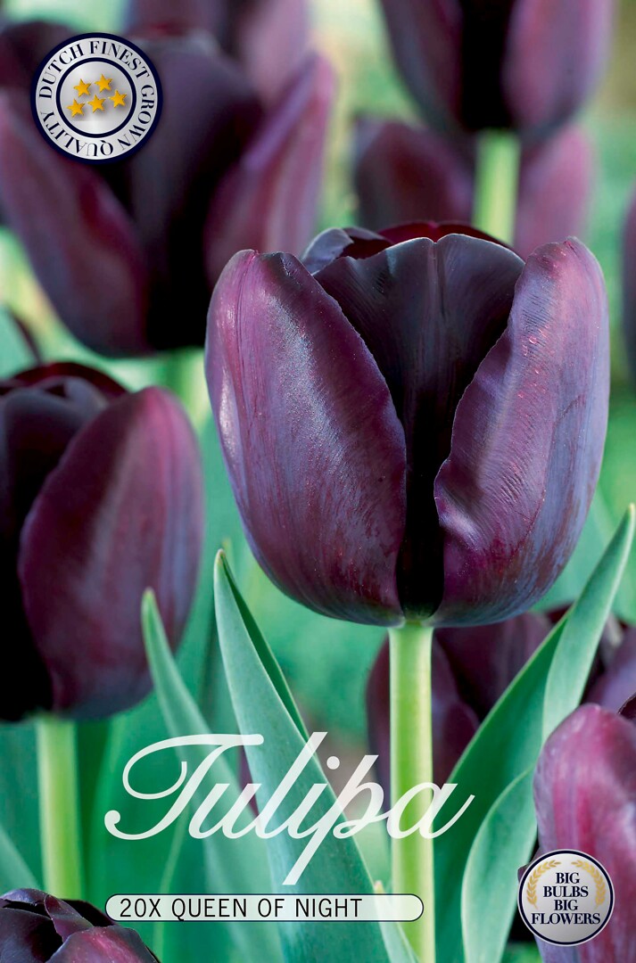 Tulipa Queen Of Night