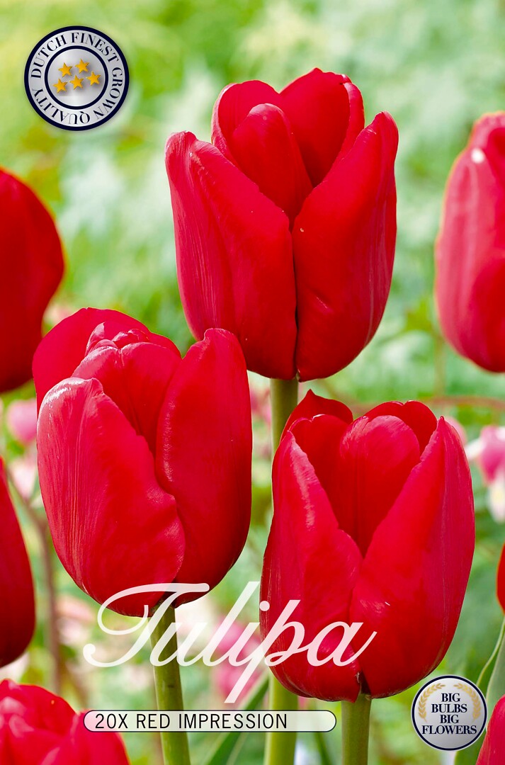 Tulipa Red Impression