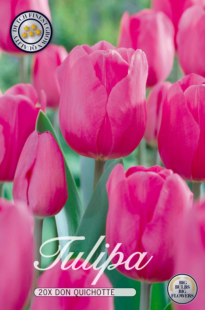 Tulipa Don Quichotte