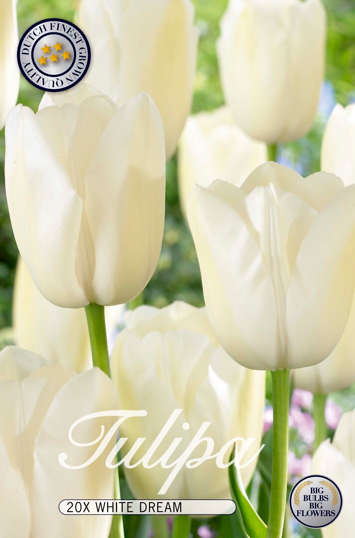 Tulipa White Dream