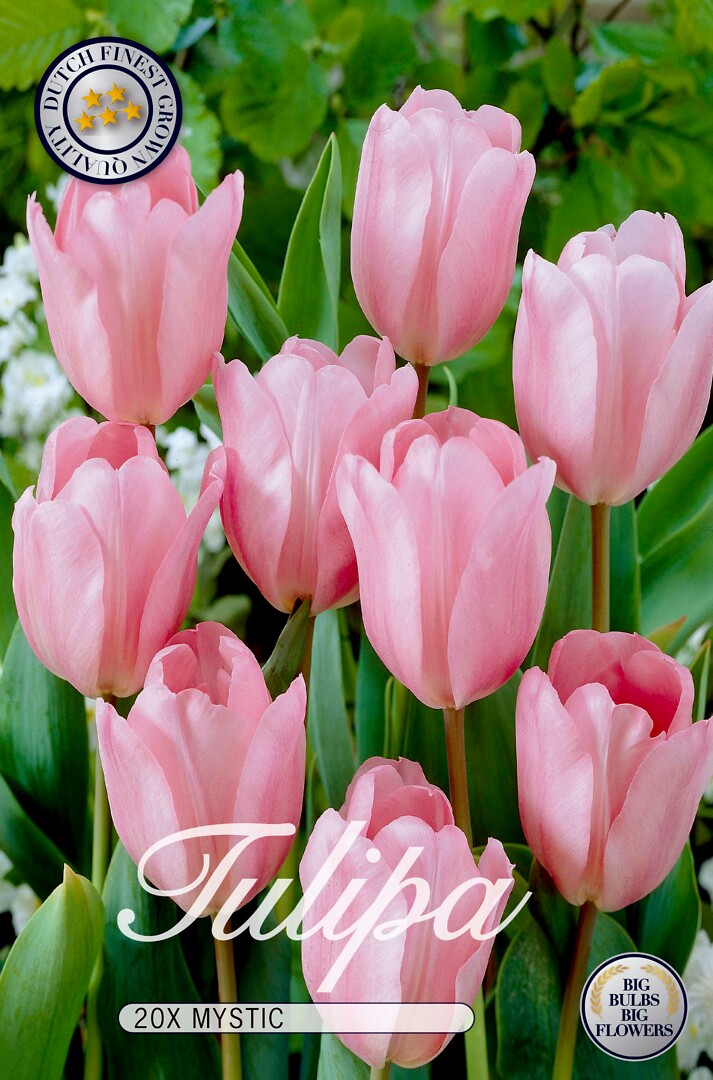 Tulipa Mystic