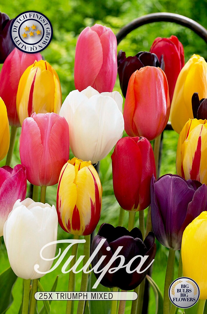 Tulipa Triumph Mixed