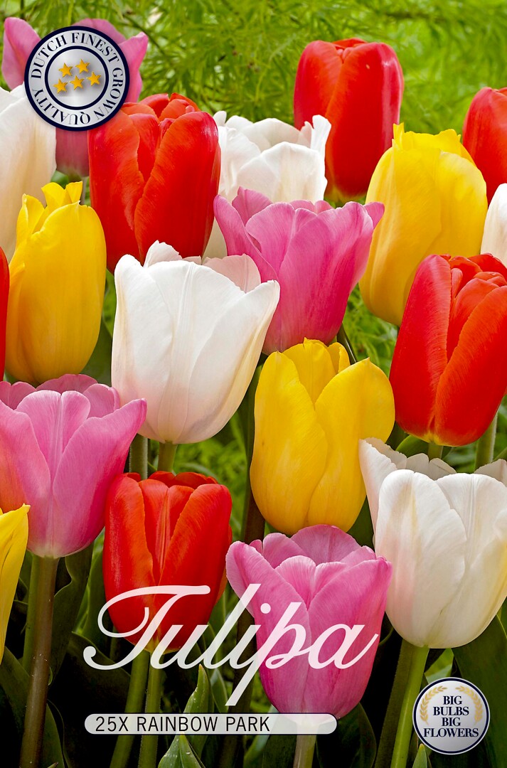 Tulipa Rainbow Park
