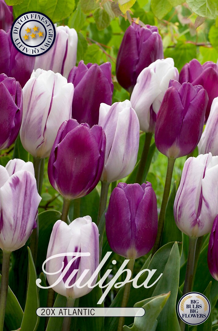 Tulipa Atlantic