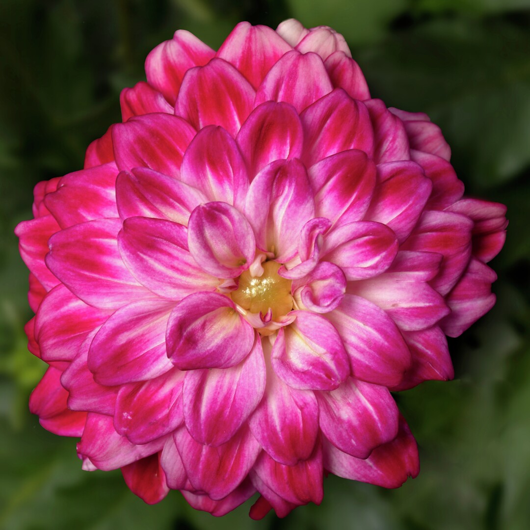 Dahlia x hortensis Grandalia Hot Pink Ice