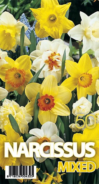 Narcissus Mixed