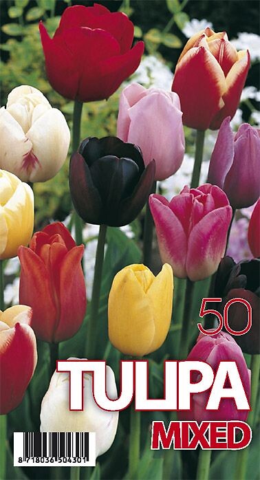 Tulipa Mixed