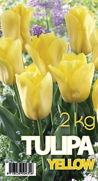 Tulipa Strong Gold