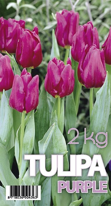 Tulipa Purple Prince