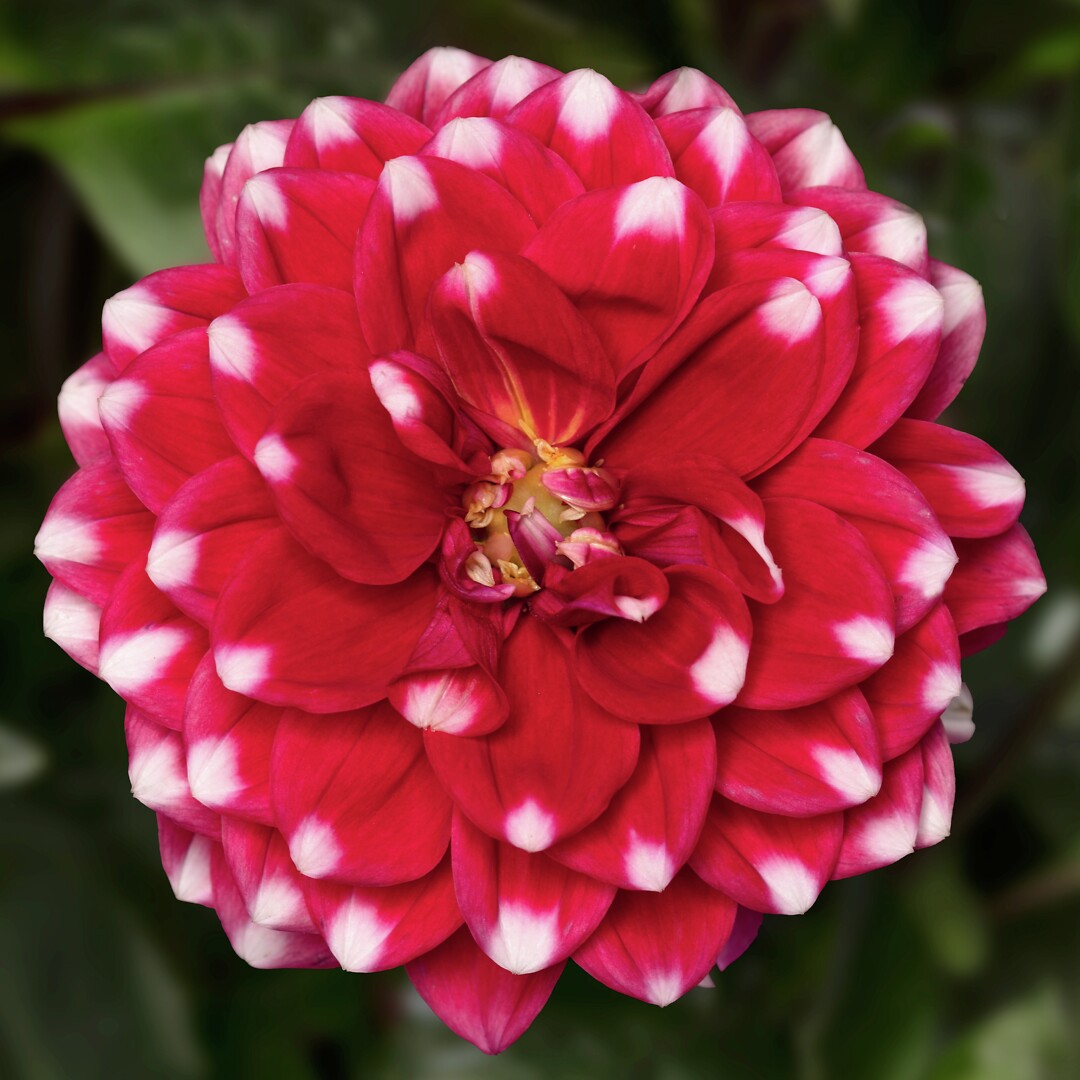 Dahlia x hortensis Grandalia Peppermint