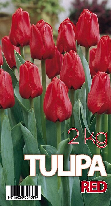 Tulipa Seadov