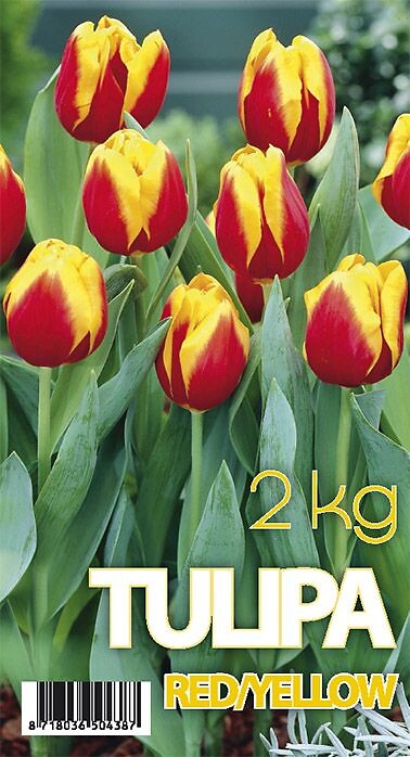 Tulipa Danmark