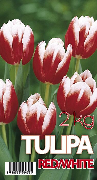 Tulipa Leen V/D Mark