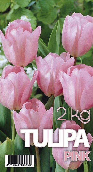 Tulipa Don Quichotte