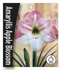 Amaryllis Apple Blossom