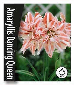 Amaryllis Dancing Queen