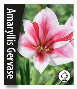 Amaryllis Gervase