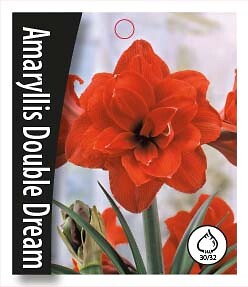 Amaryllis Double Dream