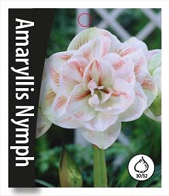Amaryllis Nymph