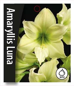 Amaryllis Luna