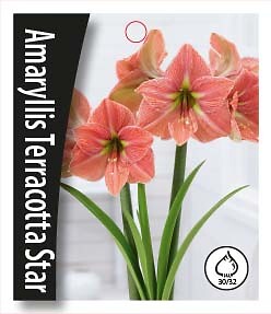Amaryllis  Terra Cotta Star