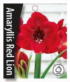 Amaryllis  Red Lion