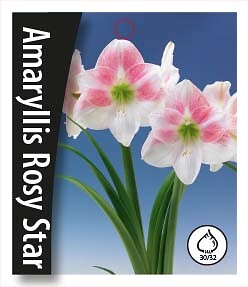 Amaryllis  Rosy Star