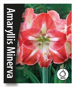 Amaryllis Minerva