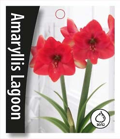 Amaryllis Lagoon