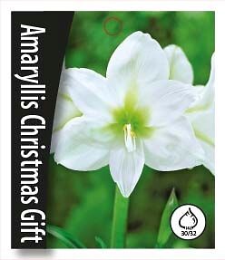 Amaryllis Christmas Gift