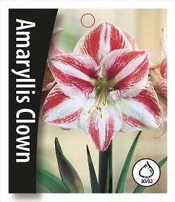 Amaryllis Clown