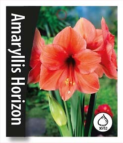 Amaryllis Horizon