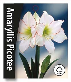 Amaryllis  Picotee