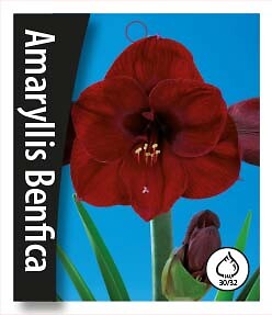 Amaryllis Benfica