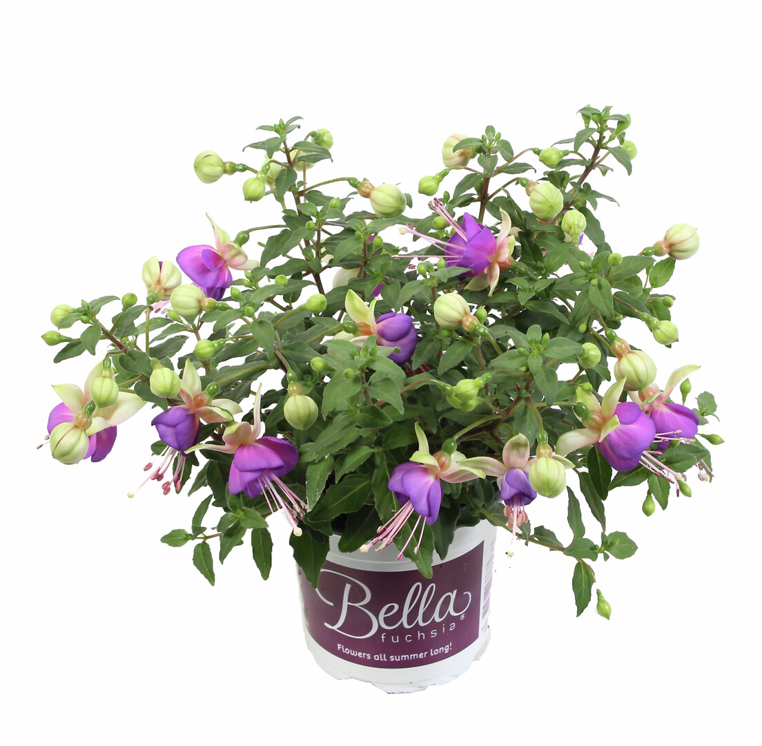 Fuchsia hybrid Bella Fuchsia® Diana