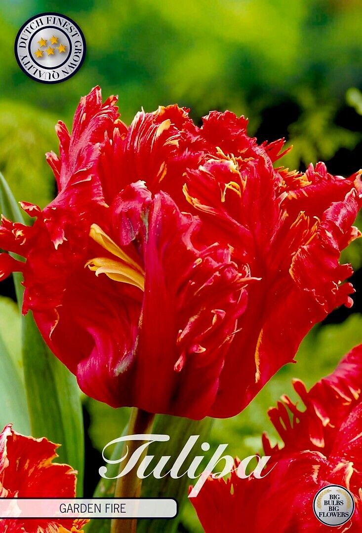Tulipa Parrot Garden Fire