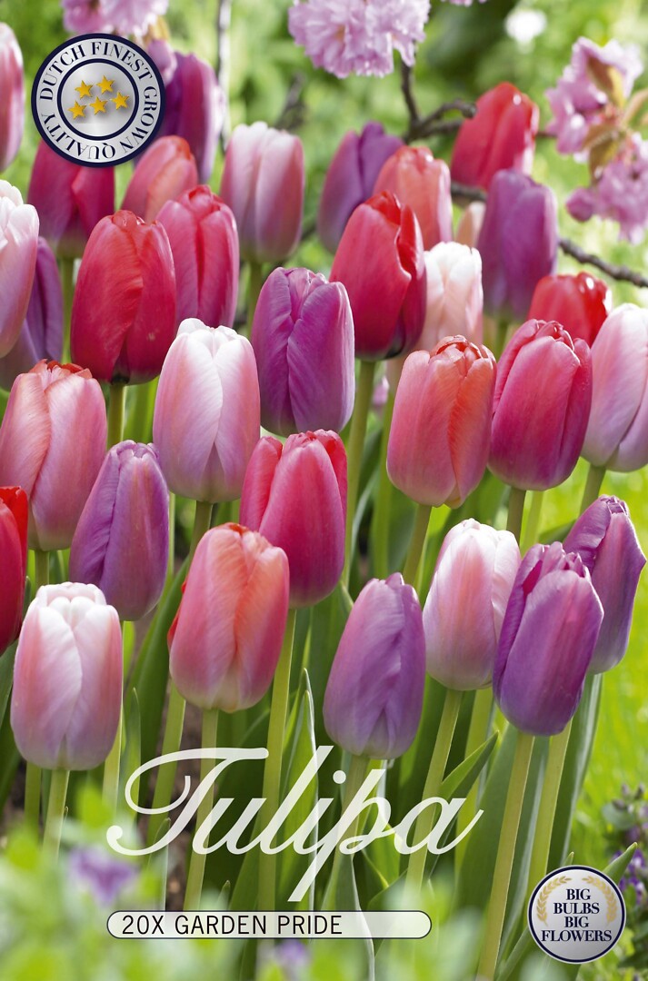 Tulipa Mixed Garden Pride