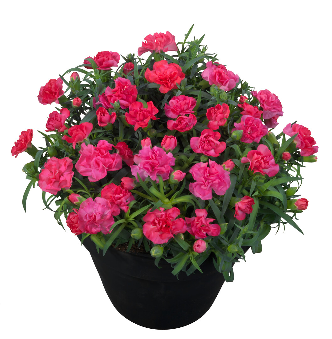 Dianthus caryophyllus Flow® Dream Beach