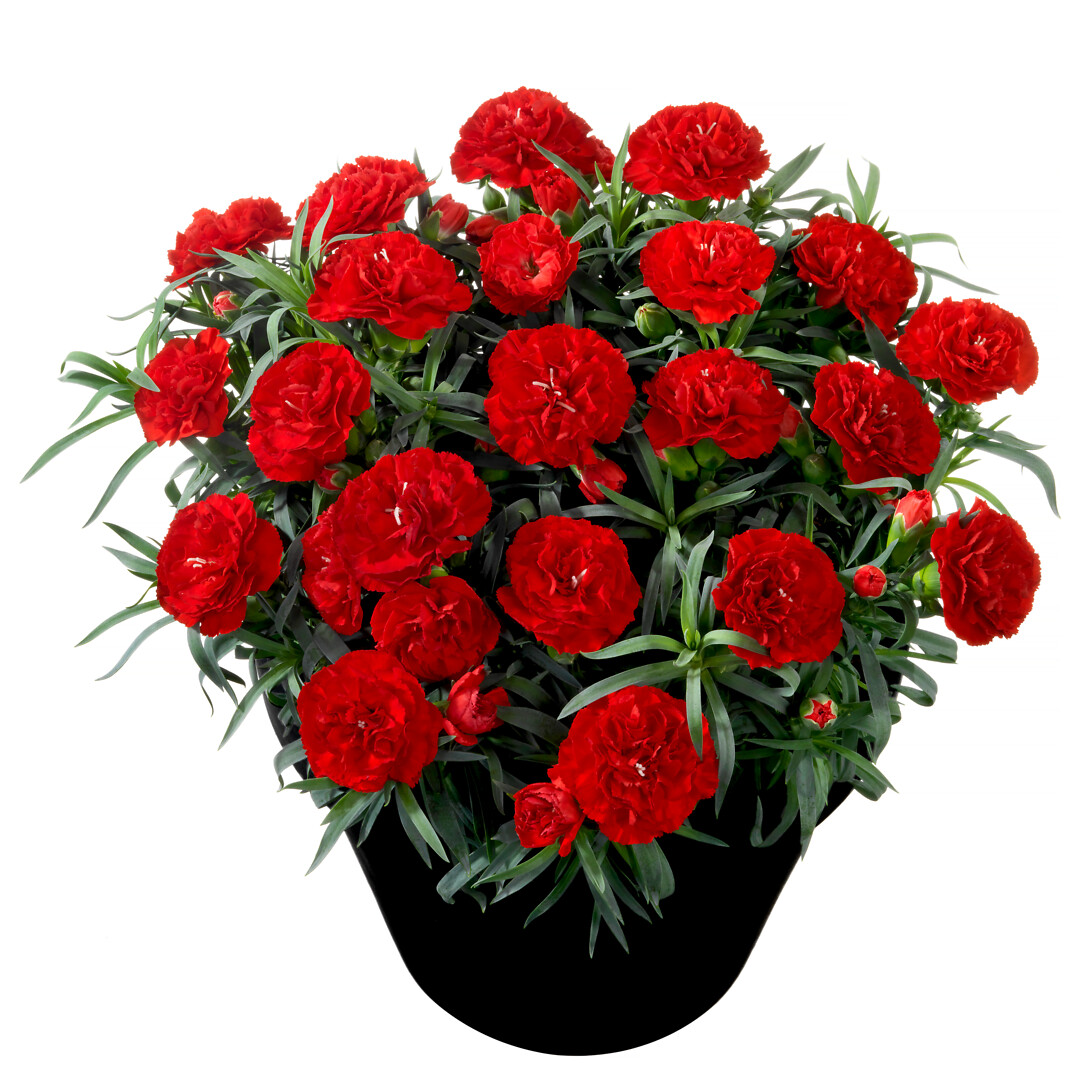 Dianthus caryophyllus Flow® Red Beach