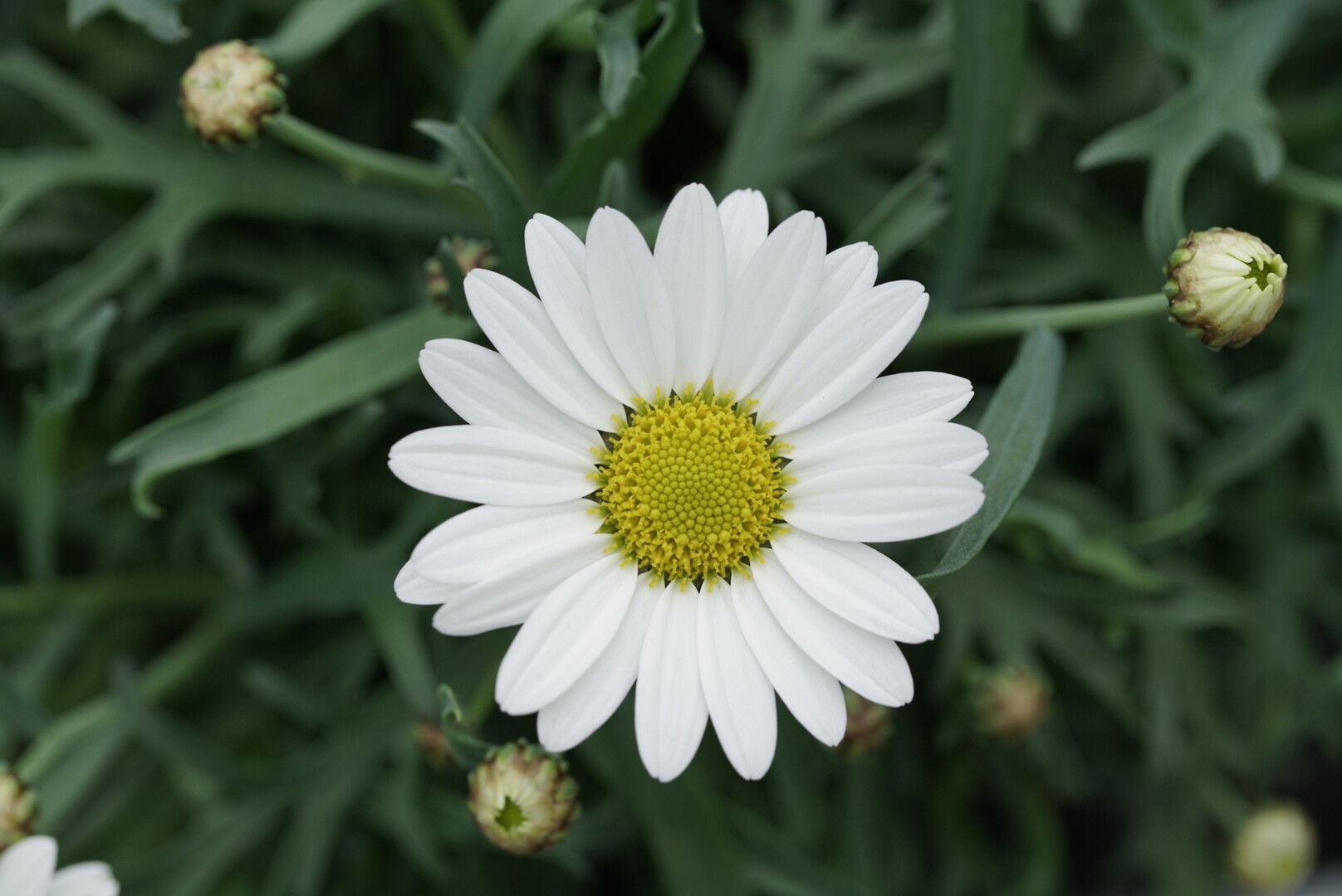 Argyranthemum frutescens Percussion® Mega White