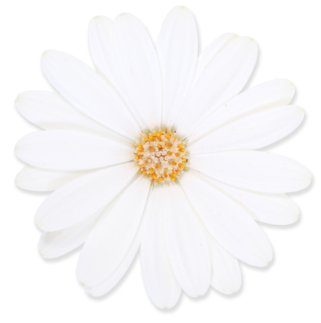 Osteospermum ecklonis Señorita® Isabella