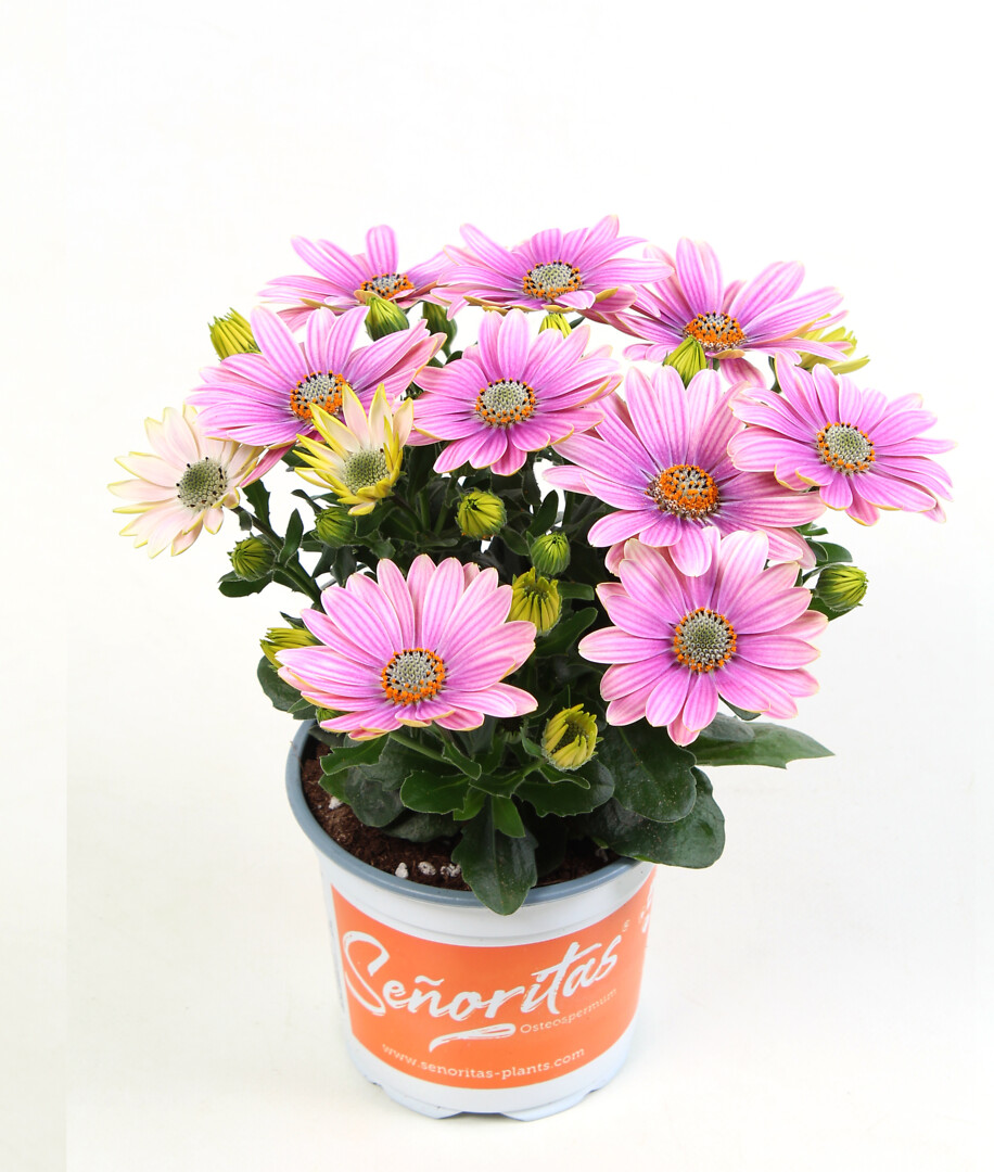 Osteospermum ecklonis Señorita® Rosita