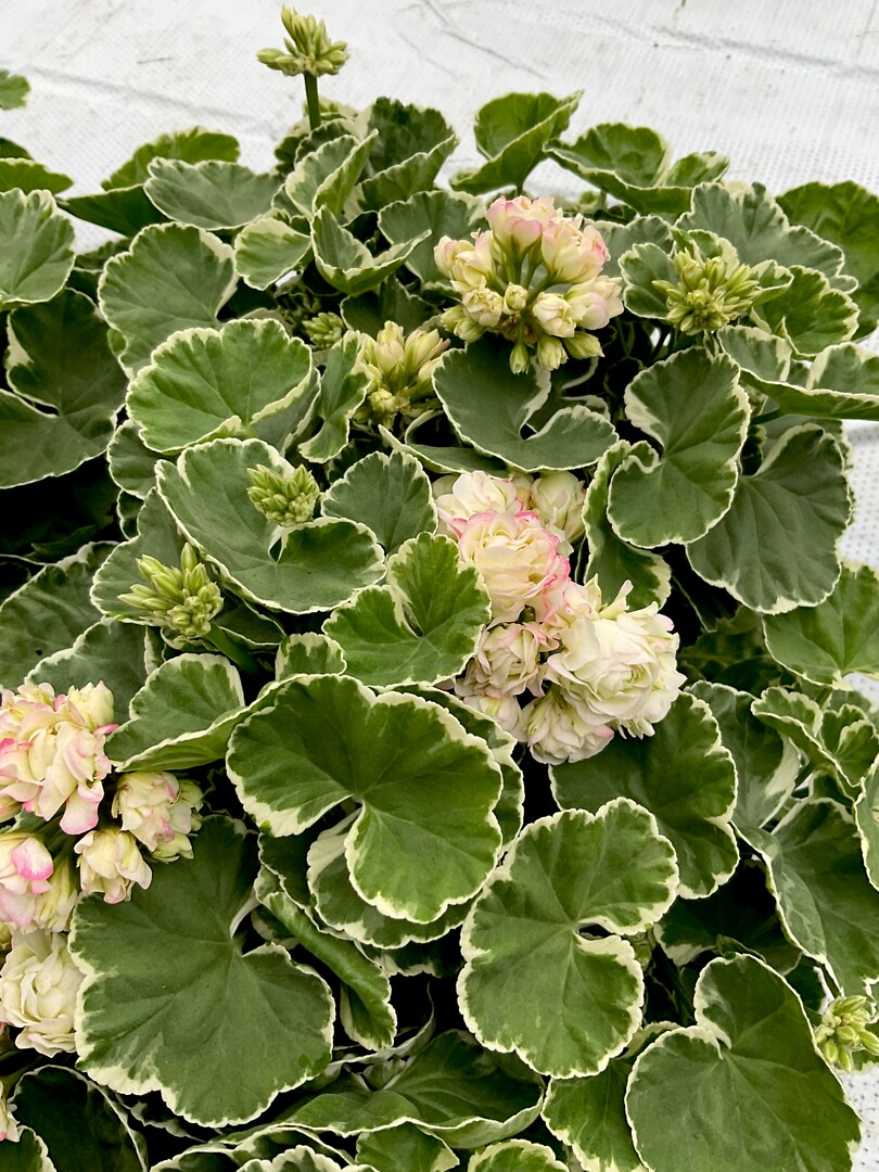 Pelargonium  zonale Aiko