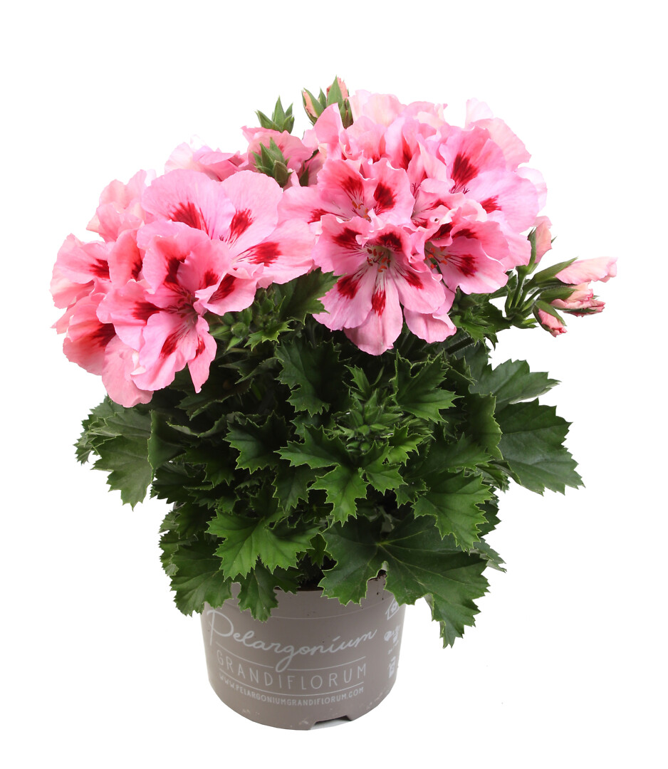 Pelargonium domesticum Elegance Fenna