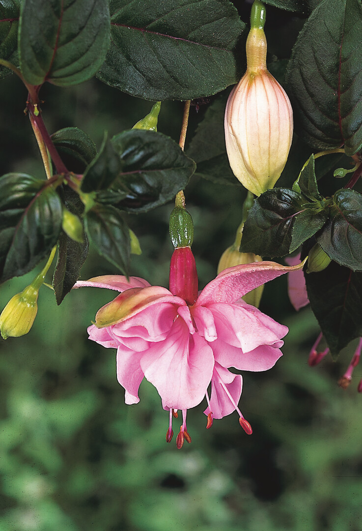 Fuchsia Pink Galore