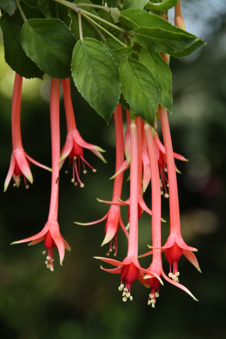 Fuchsia Pour Le Menneke