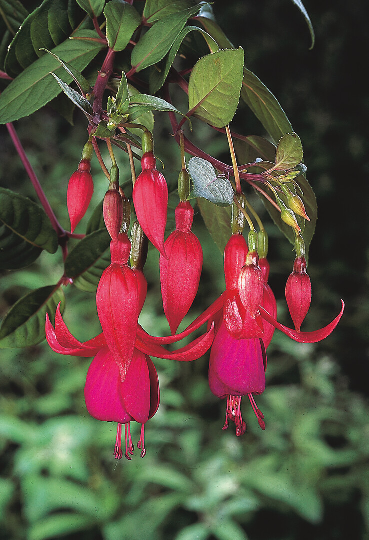 Fuchsia Balcony Queen