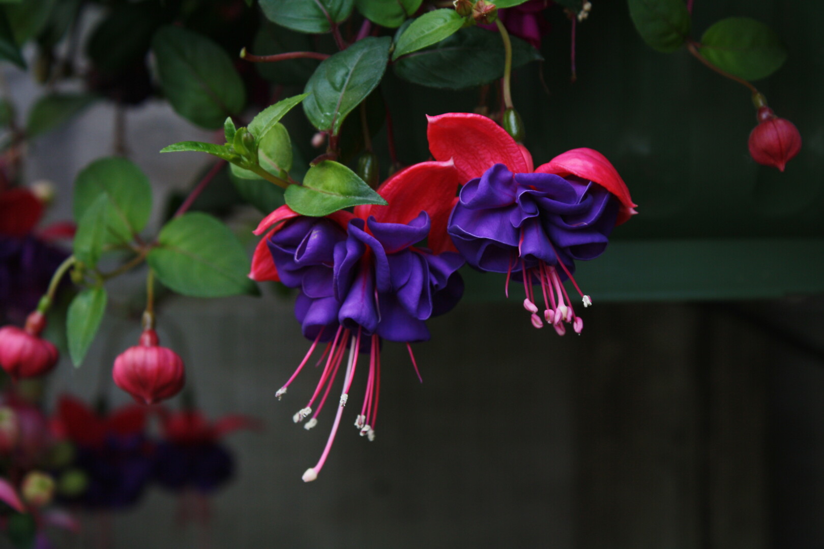 Fuchsia Dark Eyes