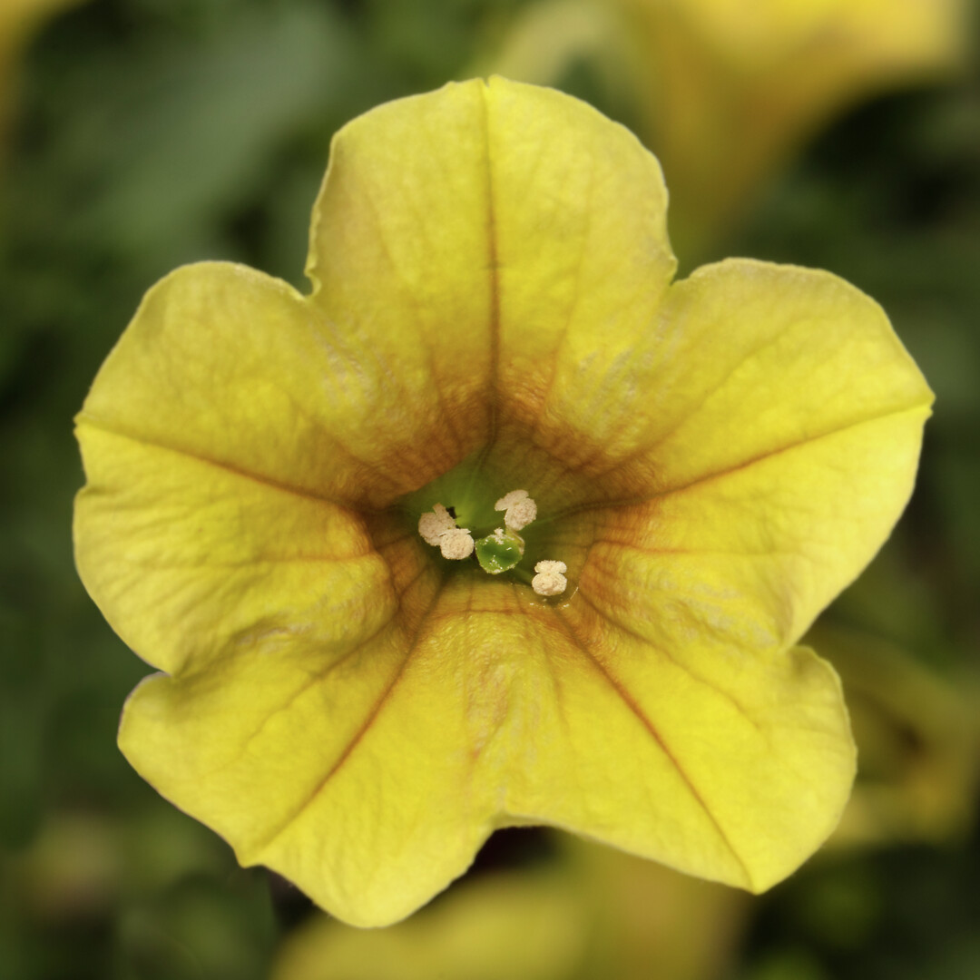 Petunia hybrid Dekko Banana