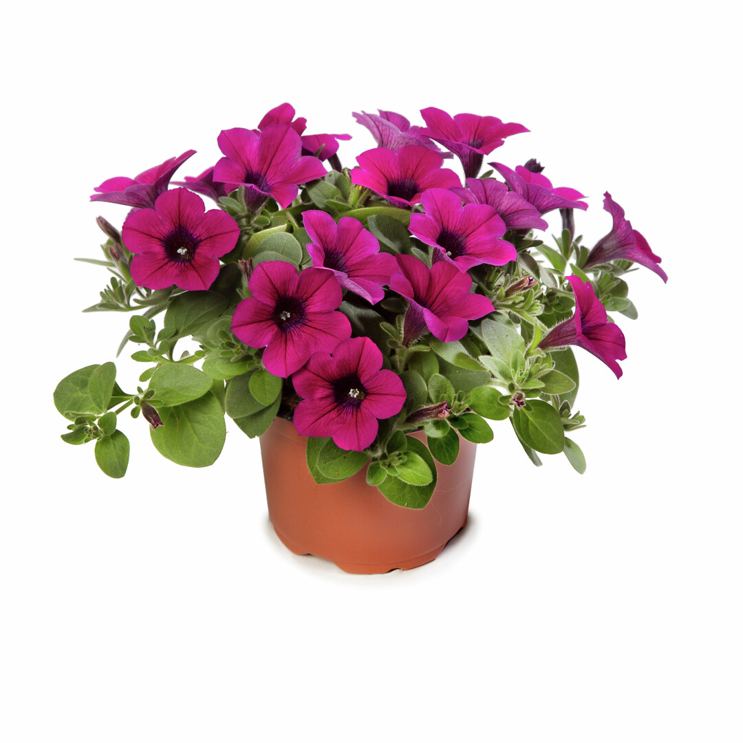 Petunia hybrid Dekko Magenta